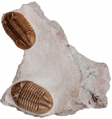 Трилобиты Asaphus lepidurus