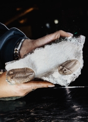 Трилобиты Asaphus lepidurus