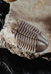 Трилобиты Asaphus lepidurus