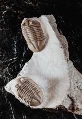 Трилобиты Asaphus lepidurus