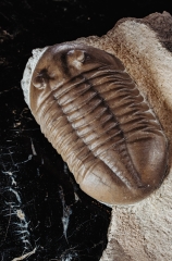 Трилобиты Asaphus lepidurus