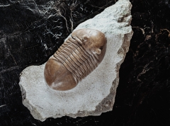 Трилобит Asaphus lepidurus