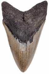 Зуб мегалодона 10,5 см