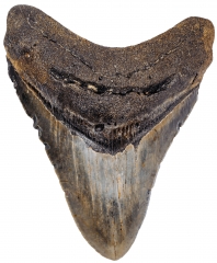 Зуб мегалодона 10,5 см