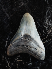 Зуб мегалодона 10,5 см
