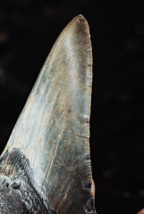 Зуб мегалодона 10,5 см