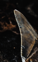 Зуб мегалодона 10,5 см