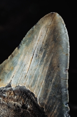 Зуб мегалодона 10,5 см