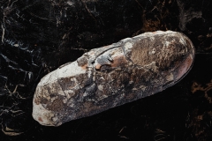 Яйцо динозавра Oviraptor sp.