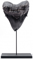 Зуб мегалодона 13,1 см музейного качества