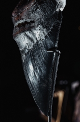 Зуб мегалодона 13,1 см музейного качества