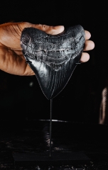 Зуб мегалодона 13,1 см музейного качества