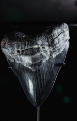 Зуб мегалодона 13,1 см музейного качества