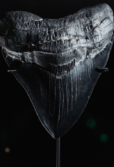 Зуб мегалодона 13,1 см музейного качества