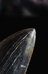 Зуб мегалодона 11,8 см коллекционного качества