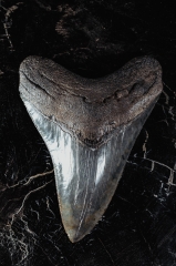 Зуб мегалодона 11,8 см коллекционного качества