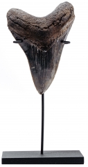 Зуб мегалодона 11,8 см коллекционного качества