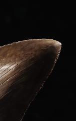 Зуб мегалодона 9,3 см коллекционного качества