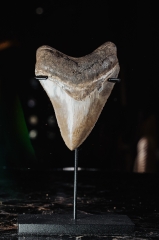 Зуб мегалодона 9,3 см коллекционного качества