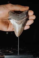 Зуб мегалодона 9,3 см коллекционного качества