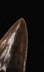 Зуб мегалодона 9,3 см коллекционного качества