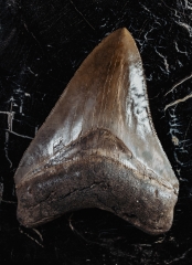 Зуб мегалодона 9,3 см коллекционного качества