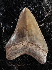 Зуб мегалодона 9,3 см коллекционного качества