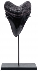 Зуб мегалодона 10,2 см коллекционного качества