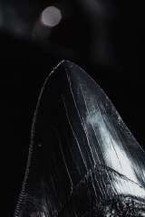 Зуб мегалодона 10,2 см коллекционного качества