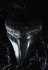 Зуб мегалодона 10,2 см коллекционного качества