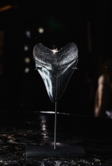 Зуб мегалодона 10,2 см коллекционного качества