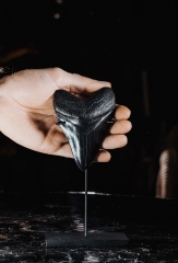 Зуб мегалодона 10,2 см коллекционного качества