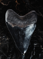 Зуб мегалодона 10,2 см коллекционного качества