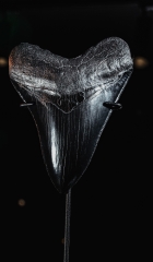 Зуб мегалодона 11,2 см коллекционного качества