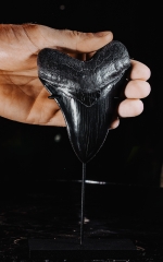 Зуб мегалодона 11,2 см коллекционного качества