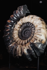 Аммонит Arietites sp.