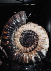 Аммонит Arietites sp.