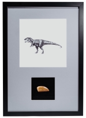 Панно с зубом динозавра Carcharodontosaurus saharicus