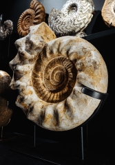 Аммонит Kranaosphinctes sp