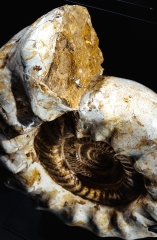 Аммонит Kranaosphinctes sp