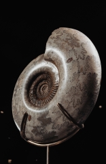 Аммонит Parkinsonia parkinson