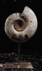 Аммонит Parkinsonia parkinson