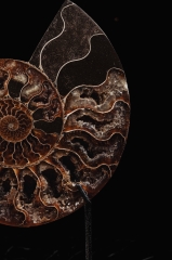 Аммонит Cleoniceras sp.