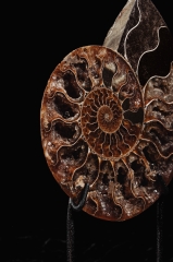 Аммонит Cleoniceras sp.