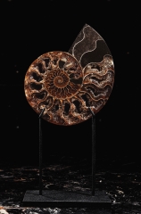 Аммонит Cleoniceras sp.