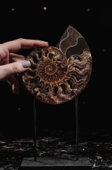 Аммонит Cleoniceras sp.