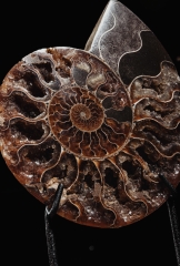 Аммонит Cleoniceras sp.