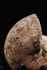 Аммонит Phylloceras sp.