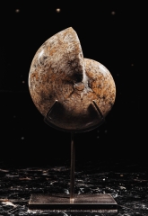 Аммонит Phylloceras sp.