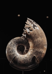 Аммонит Lytoceras sp.